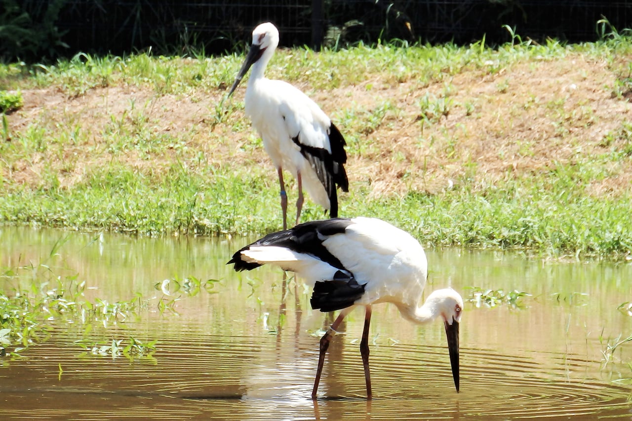 コウノトリの郷公園
